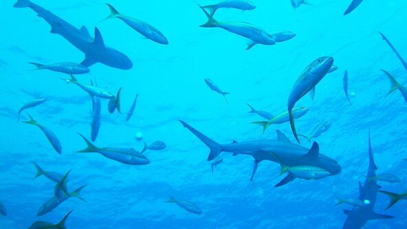 Learn about Sharks / Découvre les requins (Russell)