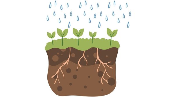 Roots and Raindrops