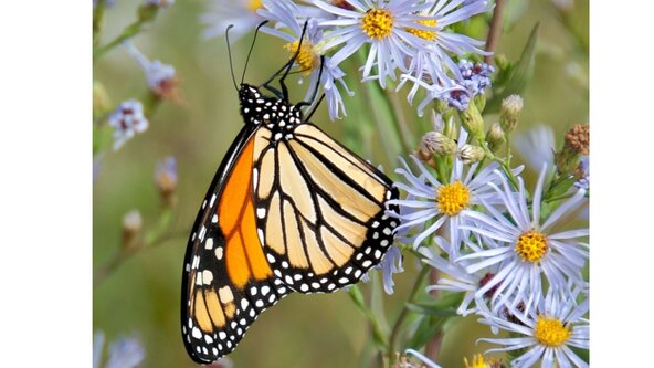 Protecting Pollinators: why they matter and how to help