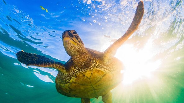 Learn about Turtles / Découvre les tortues
