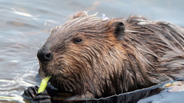 Learn about Beavers / Découvre les castors