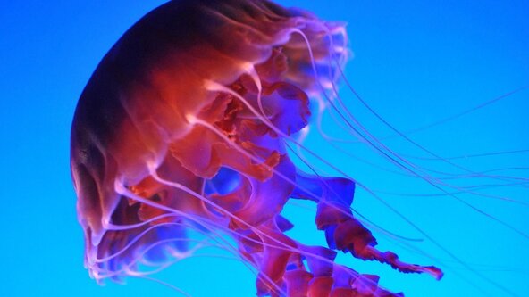 Learn about Jellyfish / Découvre les méduses