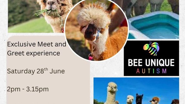 🐝***BOLTON*** 🌈EXCLUSIVE BEE UNIQUE - 🦙 ALPACA EXPERIENCE - Exclusive Meet & Greet experience - SESSION 1