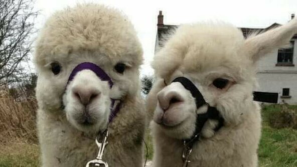 🐝***CARLISLE*** 🌈 BEE UNIQUE EXCLUSIVE SESSION - PETTING ZOO 🦙 - ALPACA Experience at King Garth Alpacas 🚫 Non Refundable Event🚫 