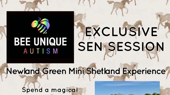 🐝***ULVERSTON*** 🌈EXCLUSIVE BEE UNIQUE 🐴 FARM EXPERIENCE - Shetland Pony Experience at 'Newland Green Mini Shetland Experience' 