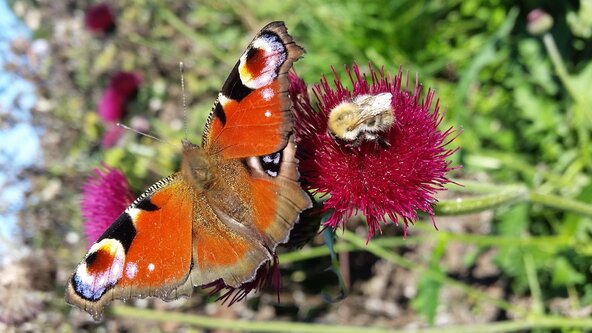 Nature Play at Five Acre Farm Term 1 2025-26