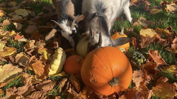 Harvest Feast
