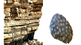 A beginner's introduction to natural history: rocks and fossils of St. Mary's Bay