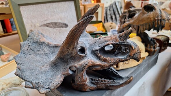 Cabinet of Curiosities 