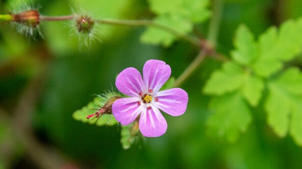 Holiday Club - Nature Photography 11-16yrs