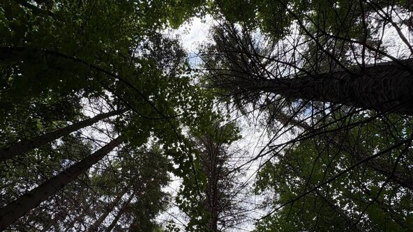 Time in the Trees - Carer Breather Session