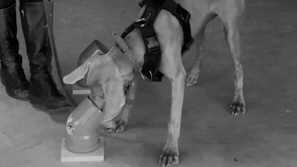 UK Sniffer Dogs Beginners Scent Detection *Thompson*