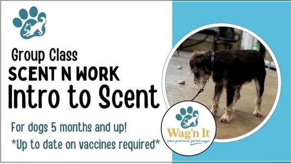 Intro to Scent Work - Wag’n It (Eileen Drebert)