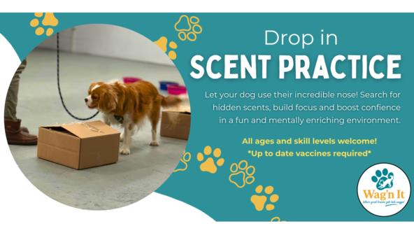  Scent Practice - Wag’n It (Eileen Drebert)