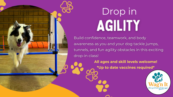 Drop in Agility - Wag’n It (Eileen Drebert)