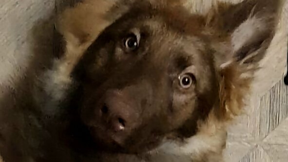 D4 Puppy Class