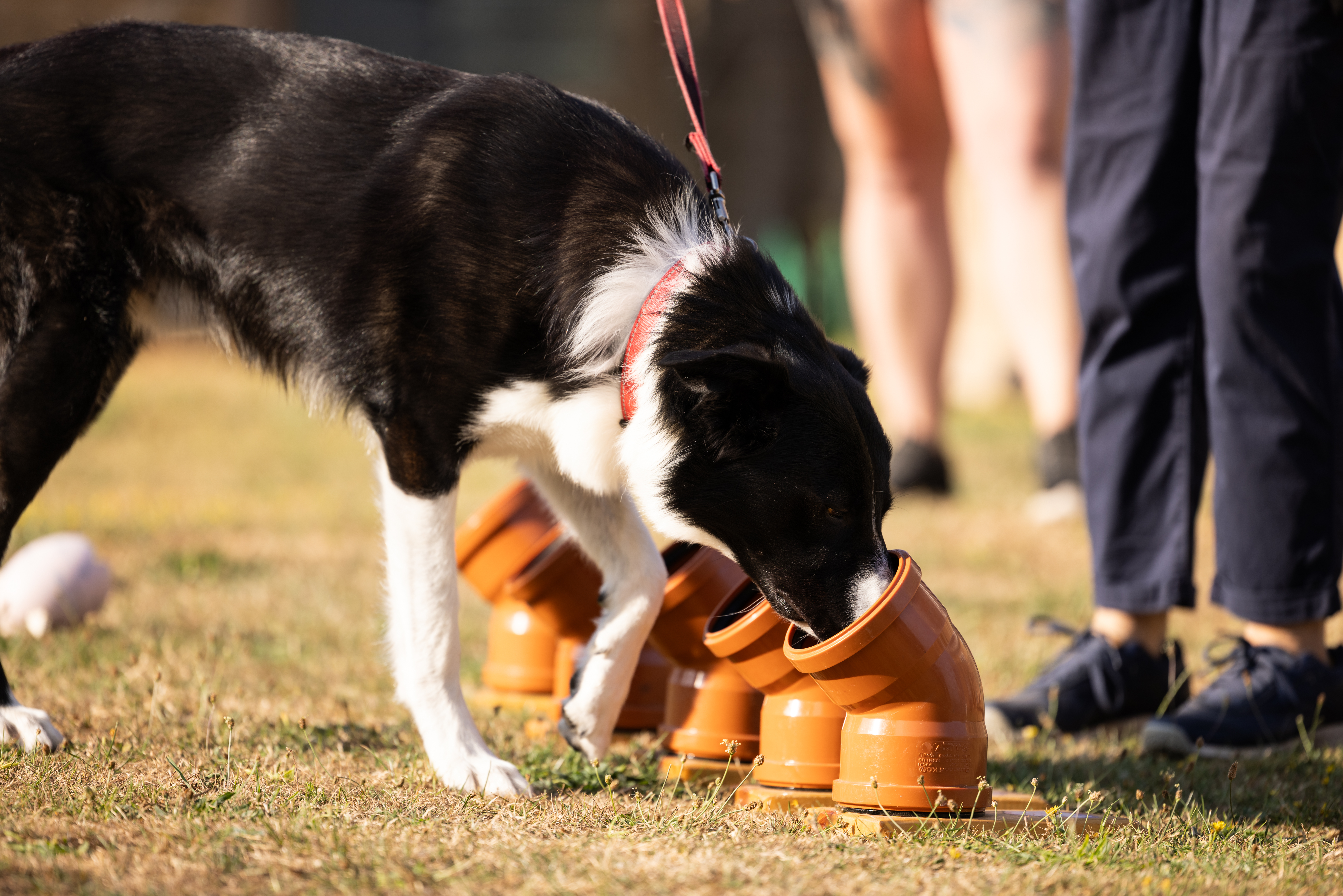 SitWalkStayUK