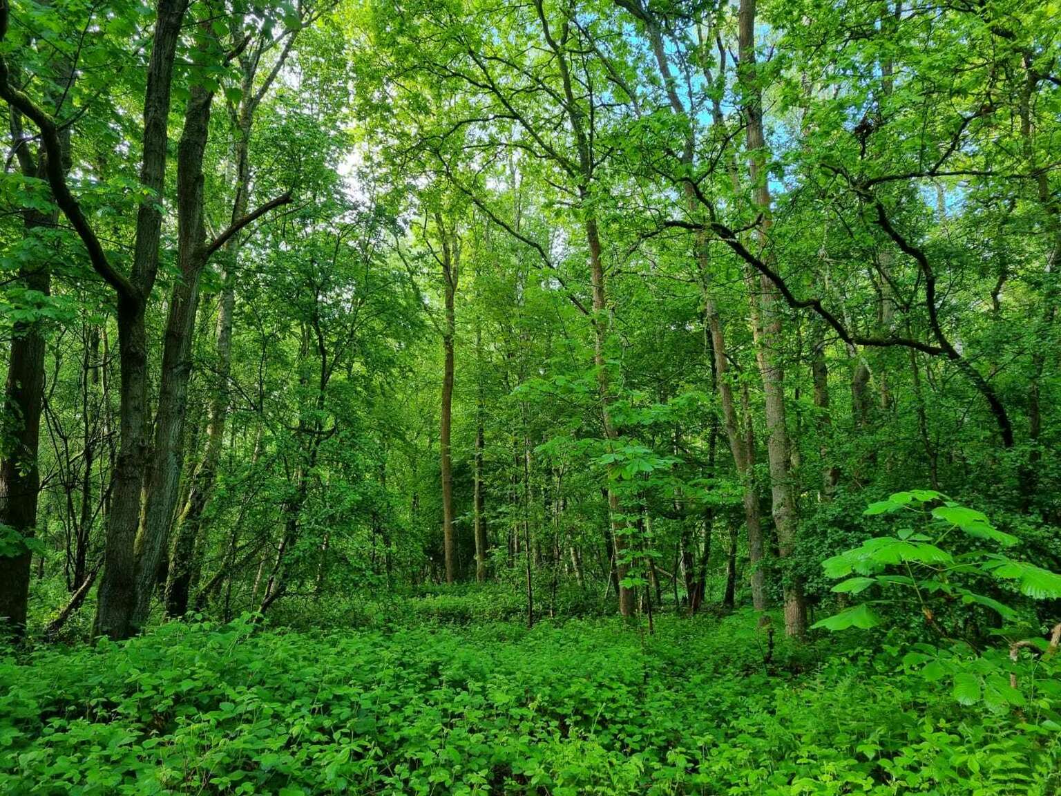 events-at-hainault-forest-booking-by-bookwhen