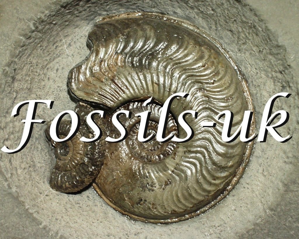 Yorkshire Fossil Hunting Tours - Booking by Bookwhen