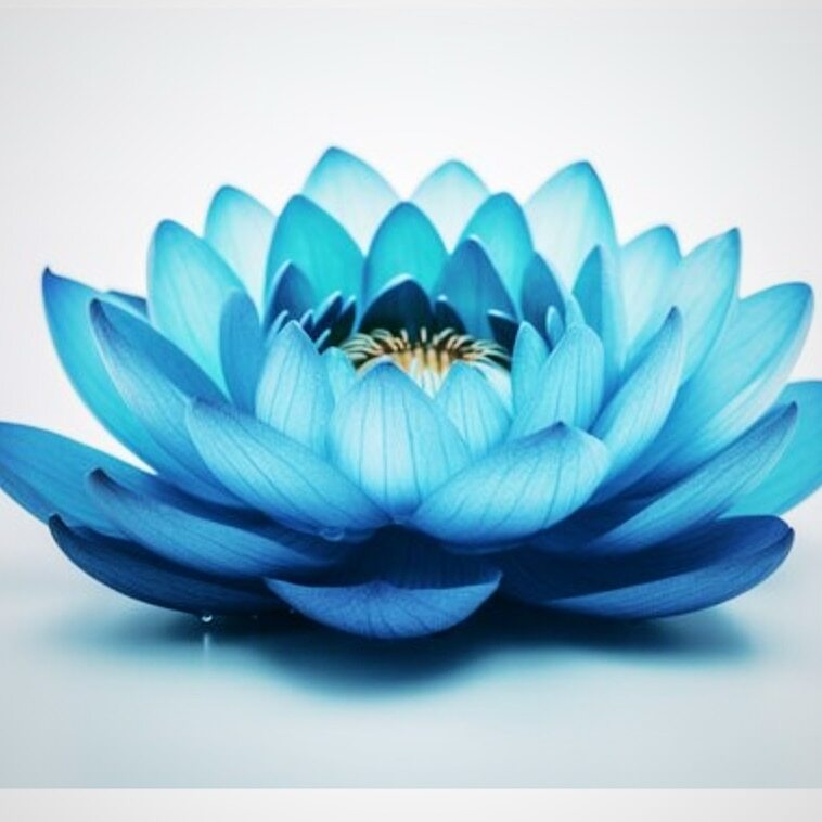 Lotus Bloom Yoga