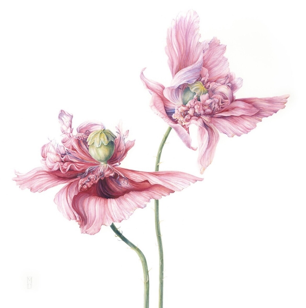 Marydillonbotanicalart