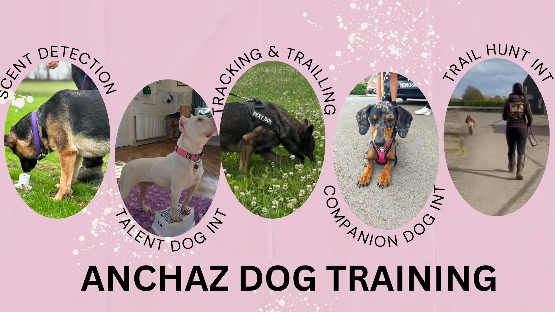 Dog Classes and 1-2-1's - Booking by Bookwhen