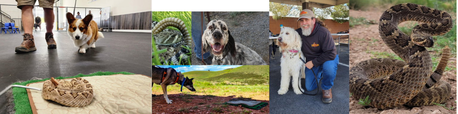 Get Rattled Rattlesnake Avoidance Training for Dogs - Booking by Bookwhen